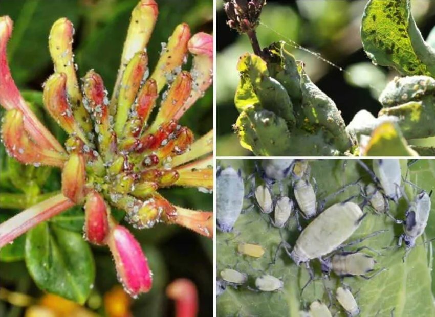 Попелиця на жимолості