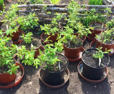 Що можна посадити поруч з жимолостю: дерева, інші рослини