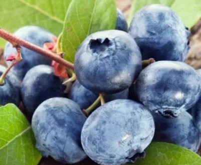 Можна їсти лохину під час ГВ