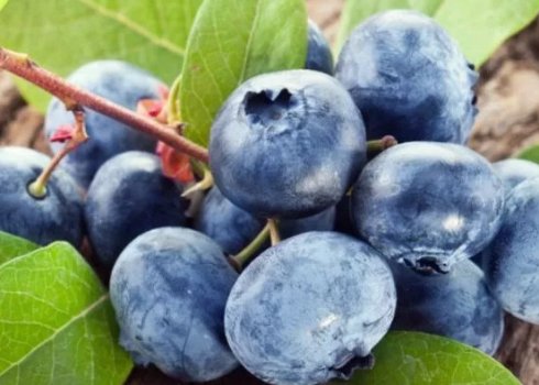 Можна їсти лохину під час ГВ