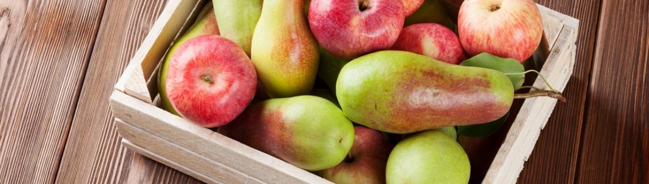 Миколаївські садівники вирощують саджанці, які дають по 60 тонн яблук з гектара