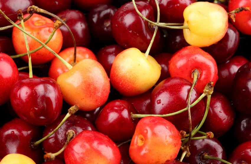 Миколаївські садівники вирощують саджанці, які дають по 60 тонн яблук з гектара