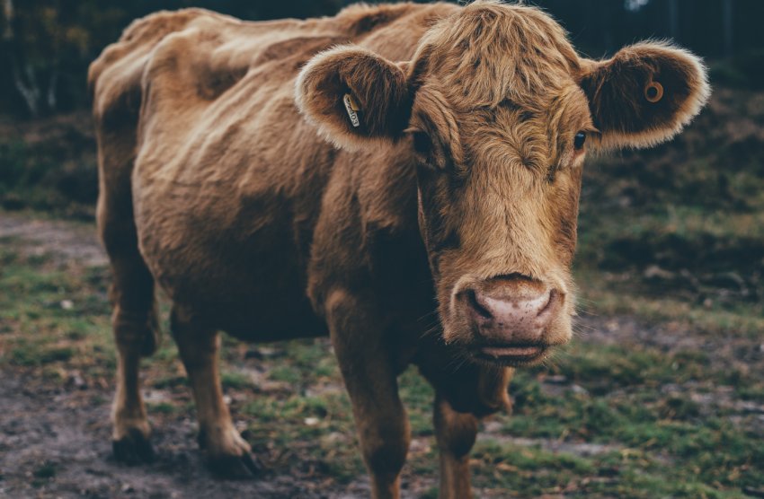 Пензенські скотарі — лідери галузі Пензенські скотарі — лідери галузі
