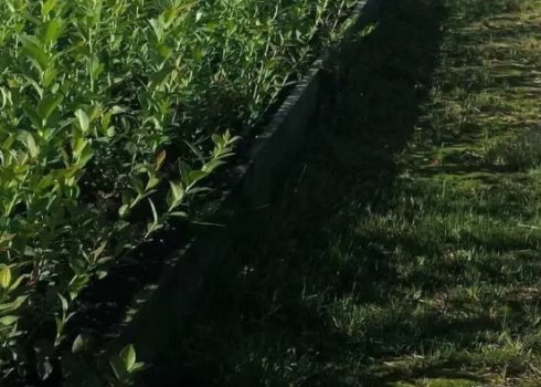 Як посадити лохину восени: покрокове керівництво