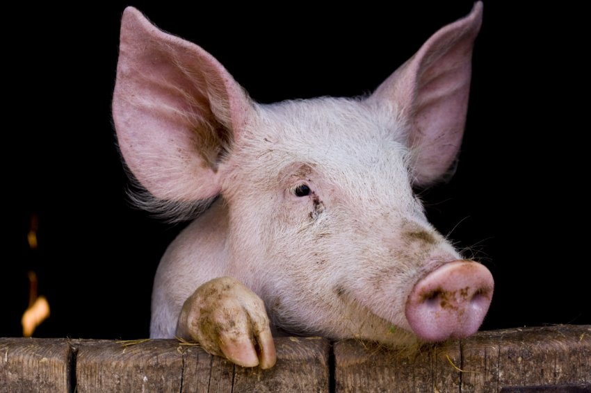 АЧС косить ряди китайських свиней