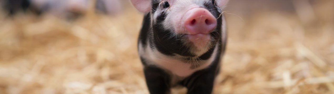 АЧС косить ряди китайських свиней