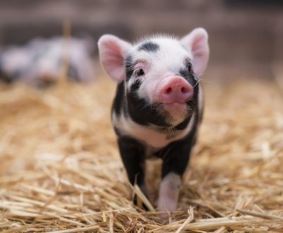 АЧС косить ряди китайських свиней 