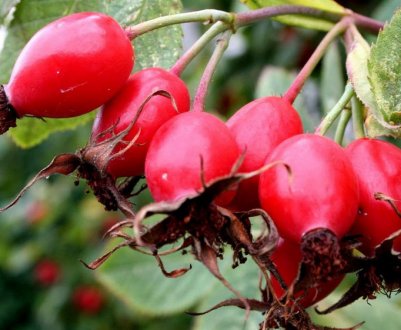 Посадка і догляд за шипшиною