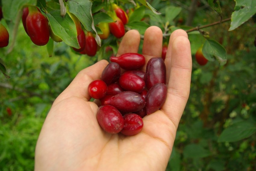 Кизил Володимирський