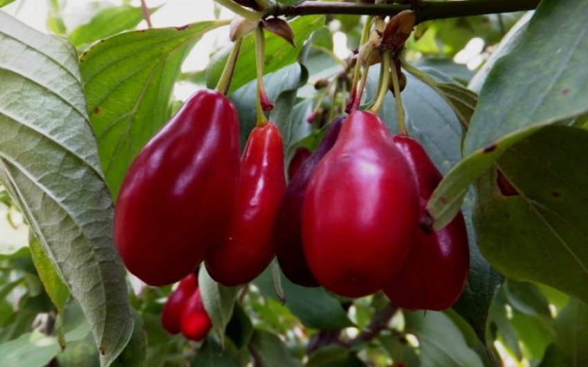 Кизил Володимирський