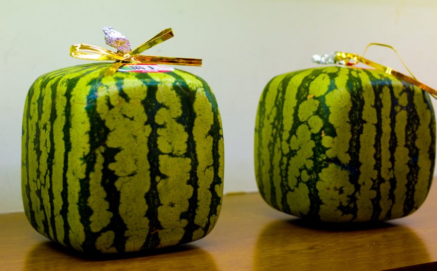 Одеські аграрії виростили квадратні кавуни Одеські аграрії виростили квадратні кавуни