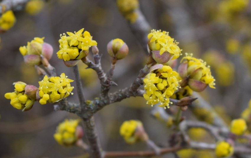 Цвітіння кизилу