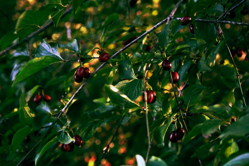 Кизил Володимирський