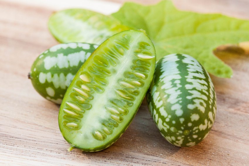 Фермери Канади запустили в продаж лінійку міні-огірків