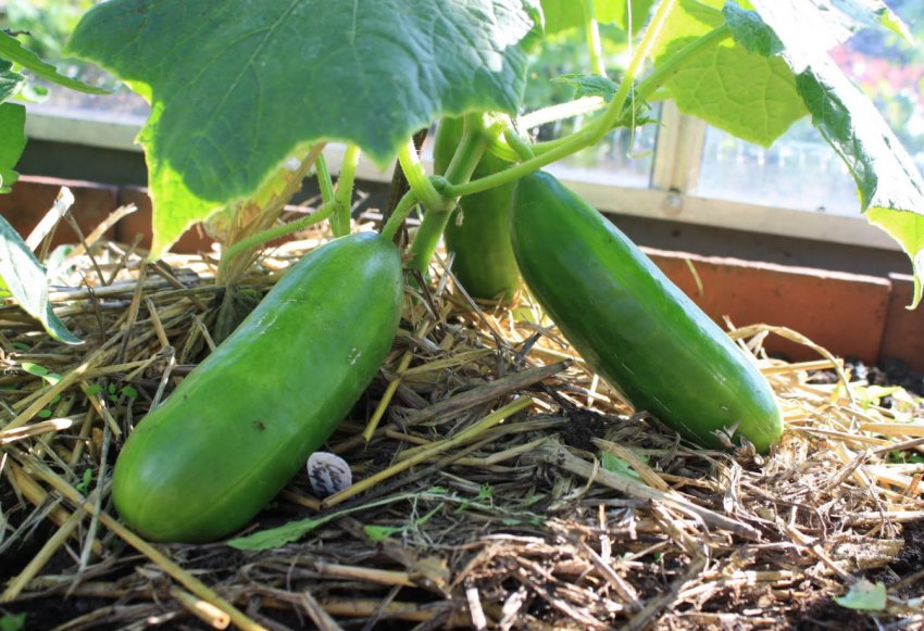 Фермери Канади запустили в продаж лінійку міні-огірків