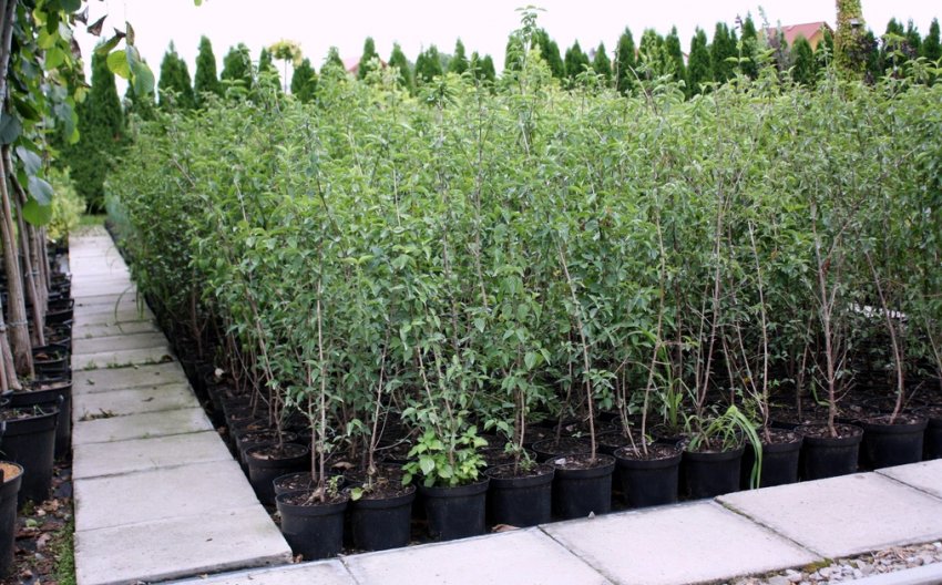 Саджанці кизилу