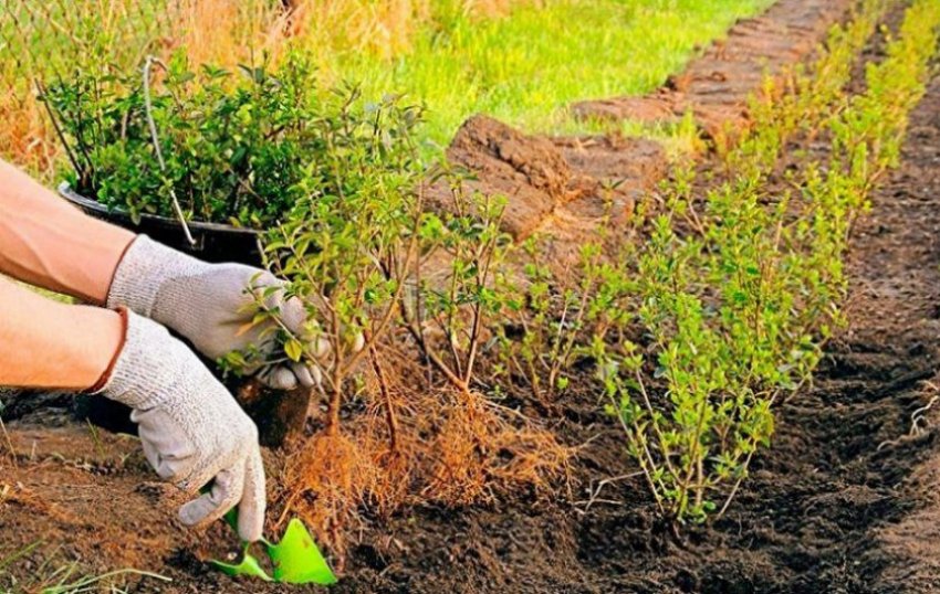 Посадка кизилу