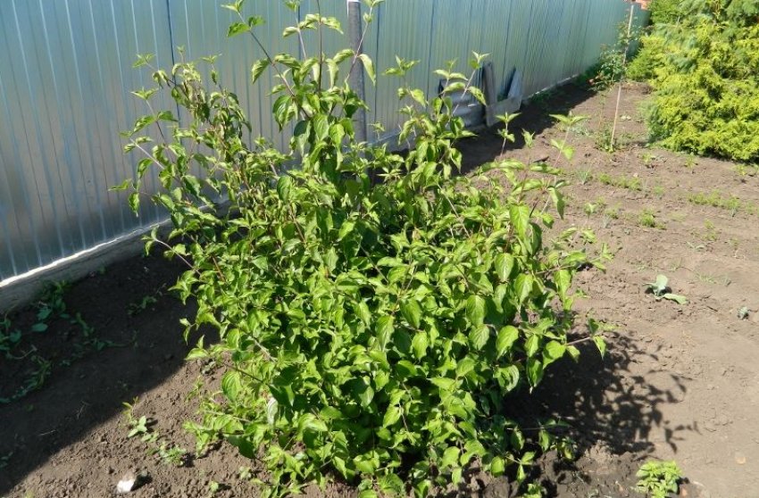 Догляд за кущем кизилу