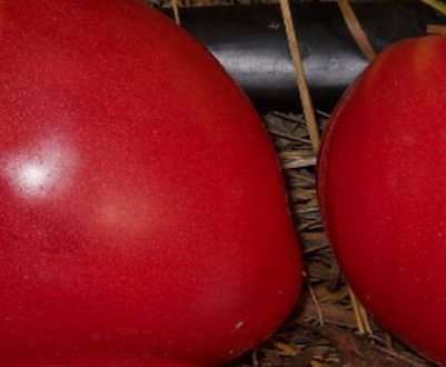 Помідори «Орлиний дзьоб»: опис, агротехніка вирощування