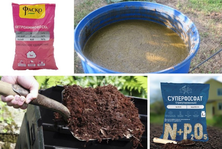 Підгодівлі для кизилу