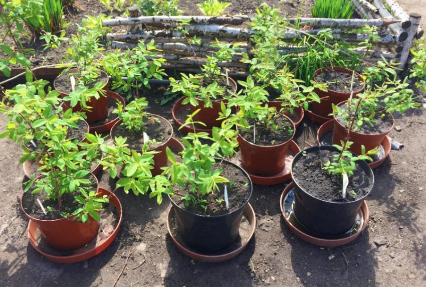 Саджанці жимолості Саджанці жимолості