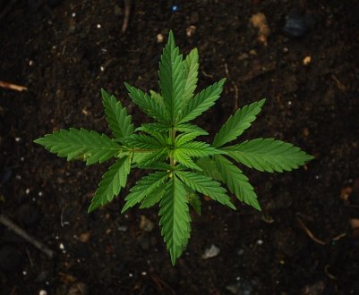 Українських фермерів запрошують в конопляний тур по Північній Америці