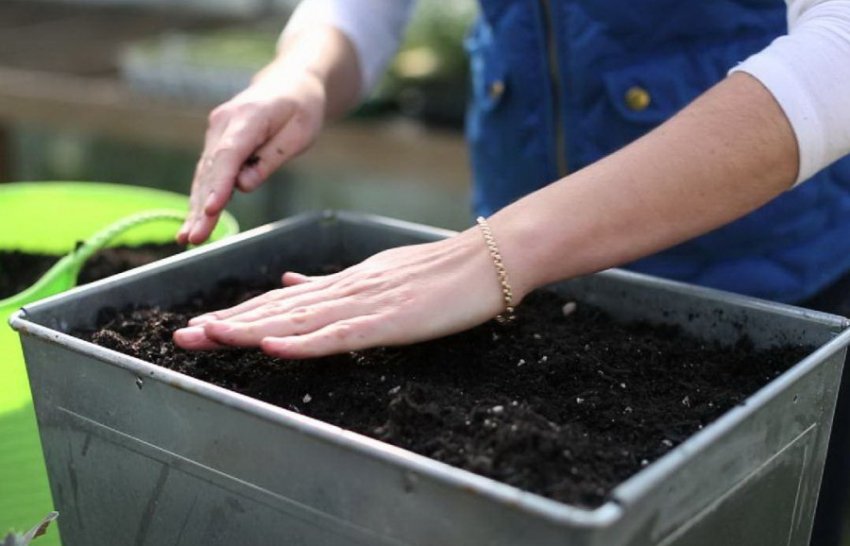 Ящик для посіву розсади Ящик для посіву розсади