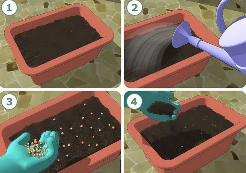 Высевание насіння жимолості Высевание насіння жимолості