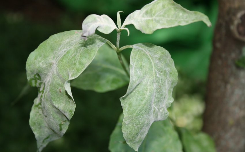 Борошниста роса на кизилі