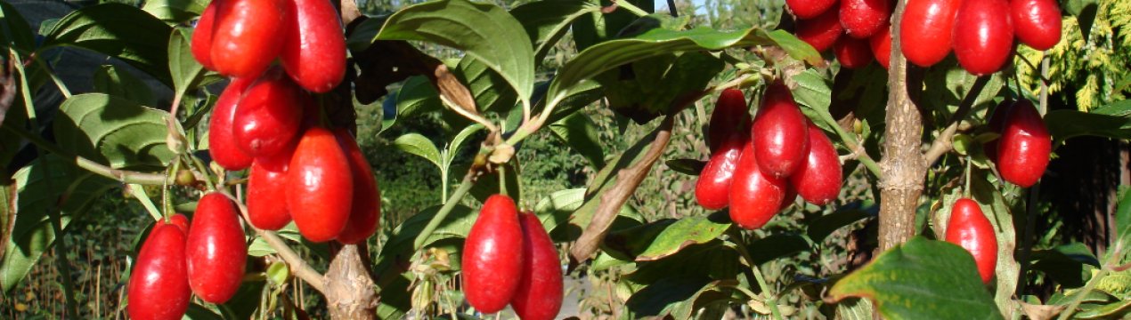 Кизил Володимирський: опис та зовнішній вигляд сорту