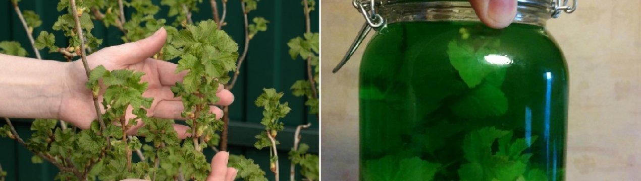 Настойка из листа черной смородины на водке. . Настойка из листа черной смородины на водке фото. Настойка из листа черной смородины на водке-. картинка Настойка из листа черной смородины на водке. картинка . Листья черной смородины – давно используемое сырьё в народной медицине. Благодаря высокому содержанию полезных веществ, смородиновые листья незаменимы для профилактики и лечения многих заболеваний.