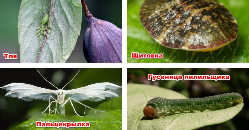 Шкідники жимолості Шкідники жимолості