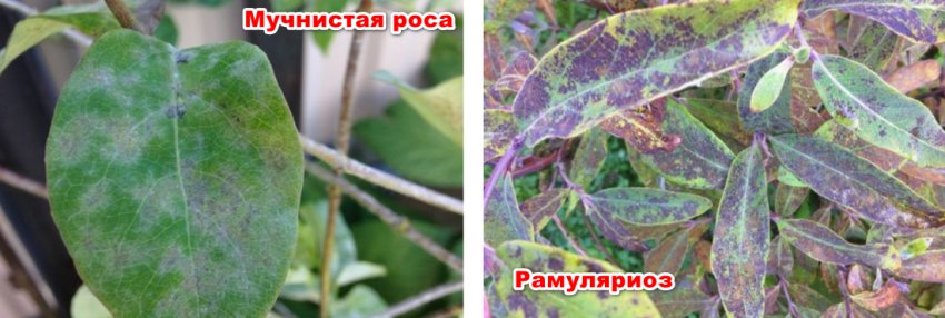 Хвороби жимолості Хвороби жимолості