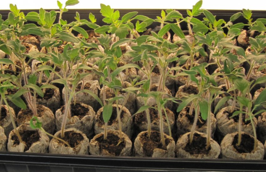 Торф'яні таблетки для розсади Торф'яні таблетки для розсади