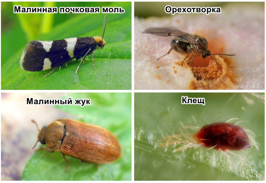 Шкідники ожини Шкідники ожини