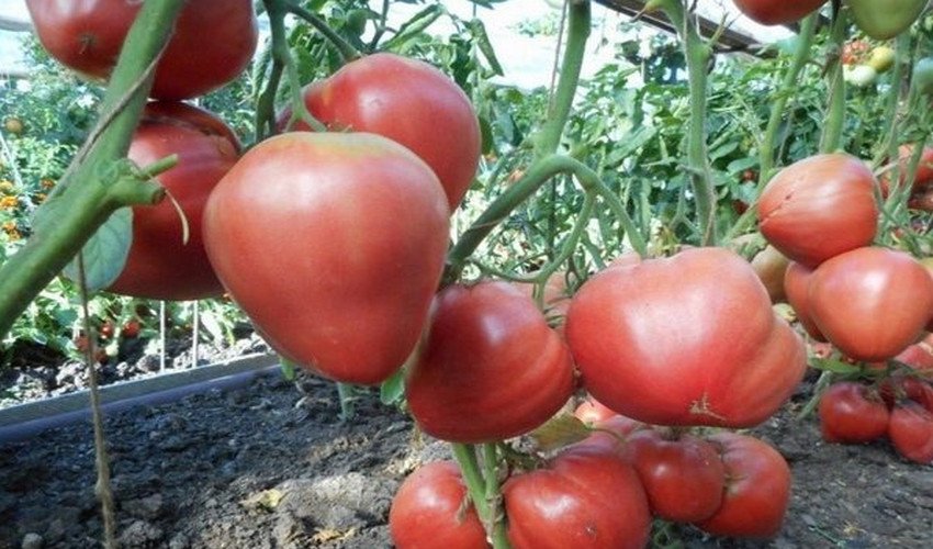 Томат Орлиний дзьоб