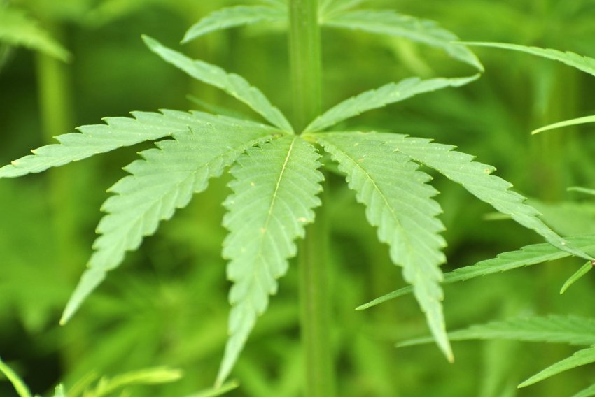 Українських фермерів запрошують в конопляний тур по Північній Америці Українських фермерів запрошують в конопляний тур по Північній Америці