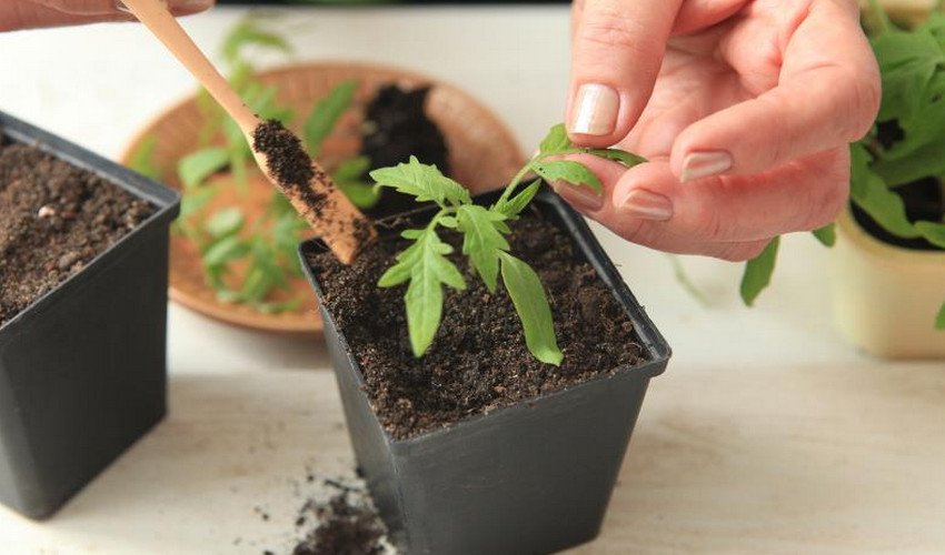 Розсада томатів