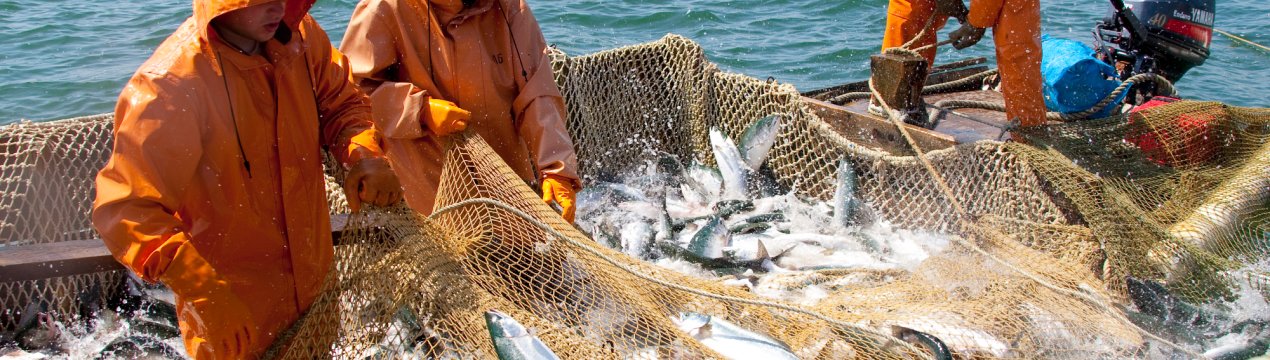 16 тисяч тонн камчатської риби вирушило на ринки Європи та Азії