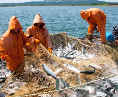 16 тисяч тонн камчатської риби вирушило на ринки Європи та Азії