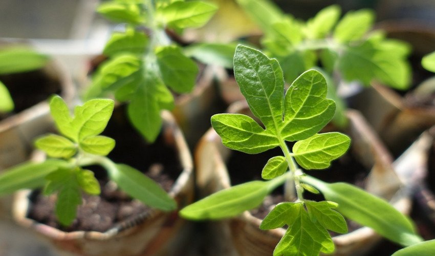 Розсада томатів