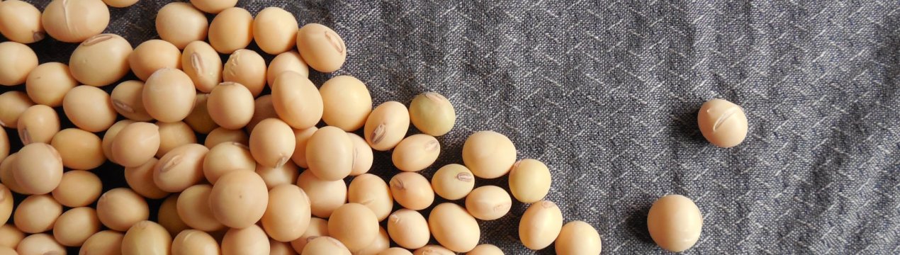 Бразилія все менше бажає ділитися соєю