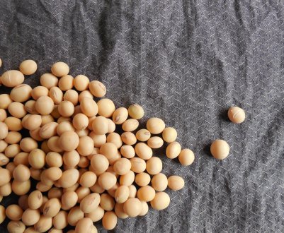 Бразилія все менше бажає ділитися соєю