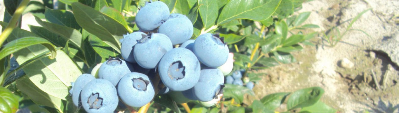 Лохина Боніфацій: правила вирощування, користь і шкода