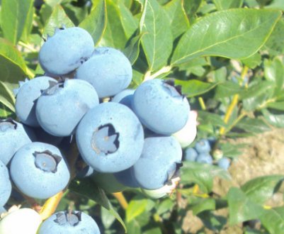 Лохина Боніфацій: правила вирощування, користь і шкода