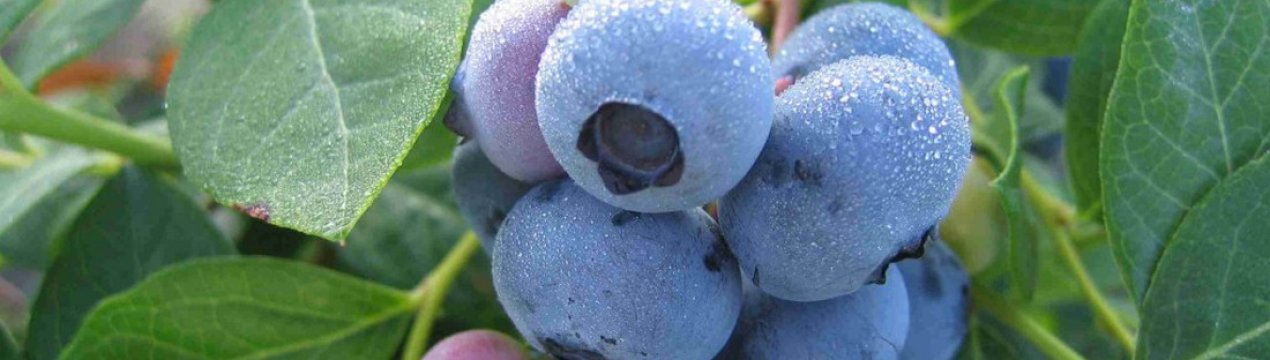 Лохина Ліберті: характеристики та особливості сорту