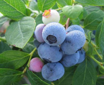 Лохина Ліберті: характеристики та особливості сорту