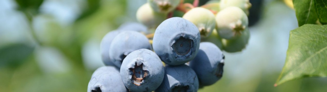 Лохина Харді Блю: характеристика сорту і тонкощі вирощування