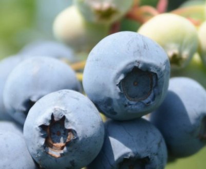 Лохина Харді Блю: характеристика сорту і тонкощі вирощування