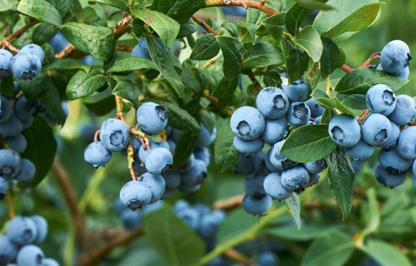 Лохина Харді Блю Лохина Харді Блю